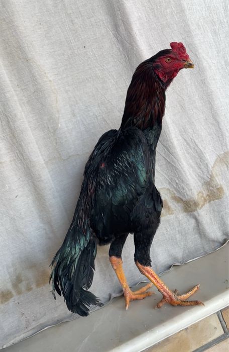 Yapon shamo 28 iyun chiqan toza zot 900 ming