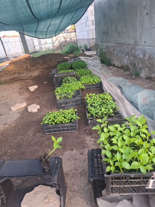 Продаем россаду