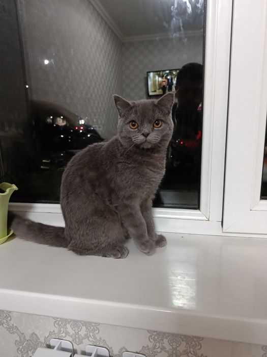 Шикарный Скотиш СТРАЙТ ждёт девочку на вязку ,хорошие гены