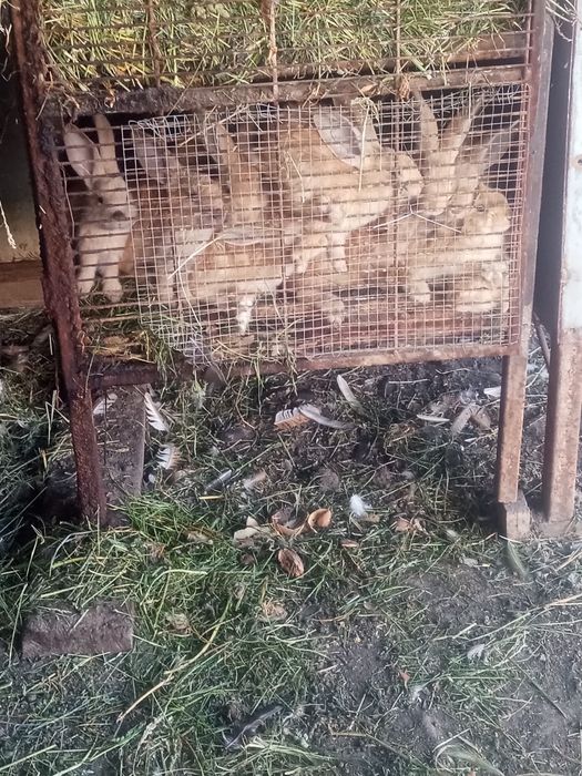 Vând 7 iepurași frumoși 30 lei