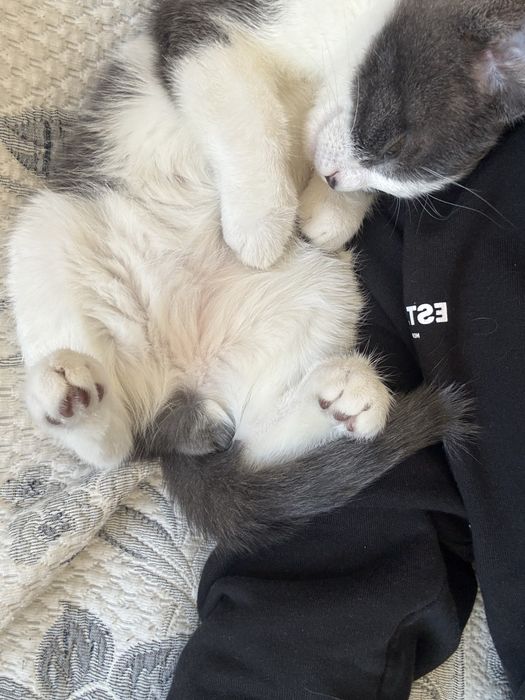 котёнок ищет себе домик