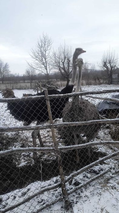 Pereche Struți reproducatori