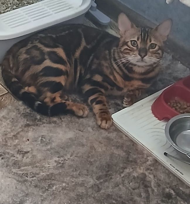 Кот в добрые руки