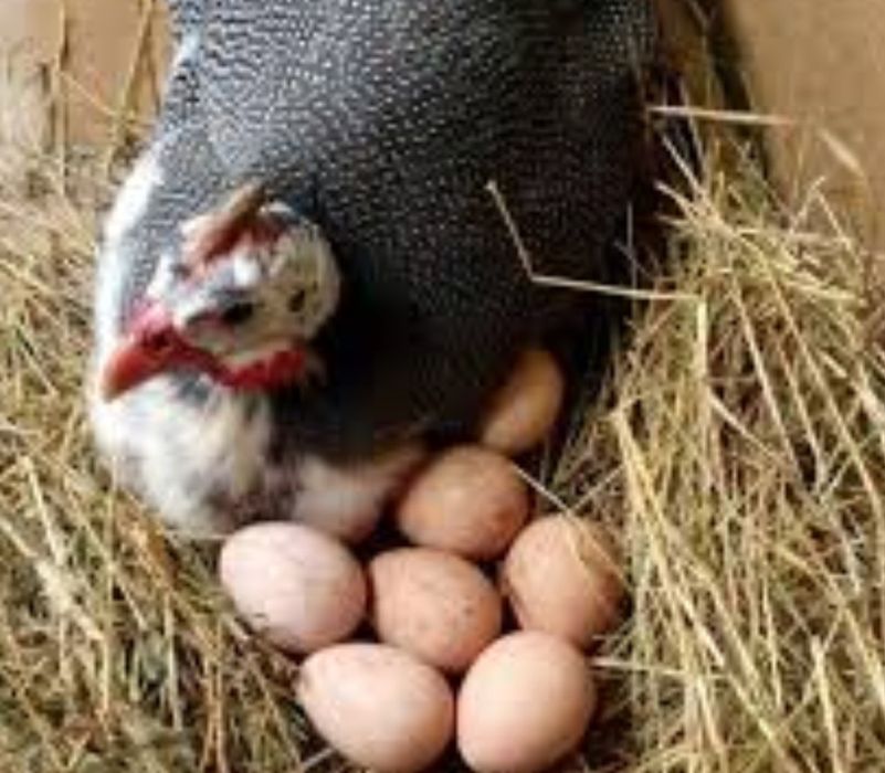 Продам гусак Другое