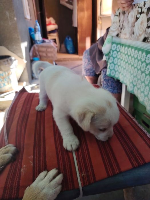 Adopție căței talie mica