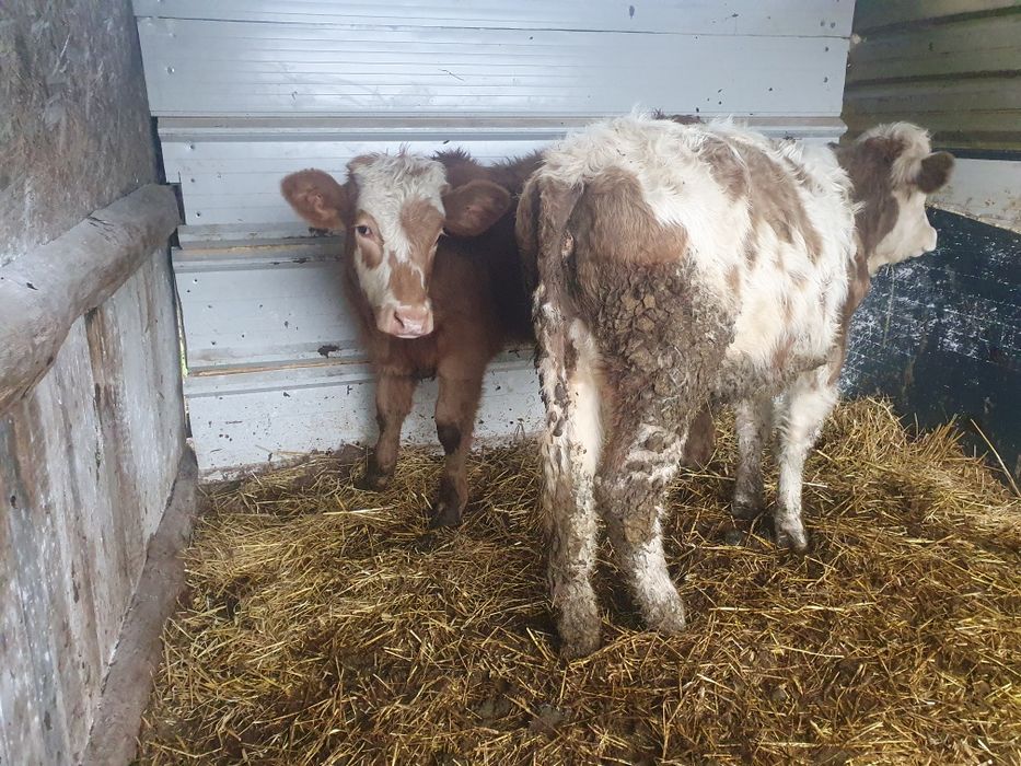 Vand 2 vitele de 8 luni