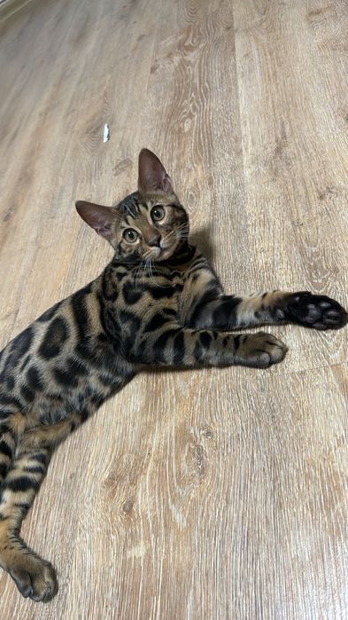 Бенгальские котята