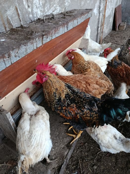 Продам молодых петухов