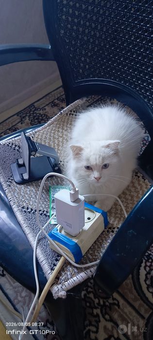 Кошка (шадланская вислоухая)