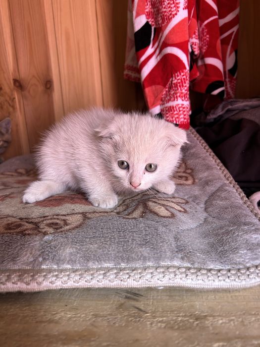 Продам котенка вислоушка