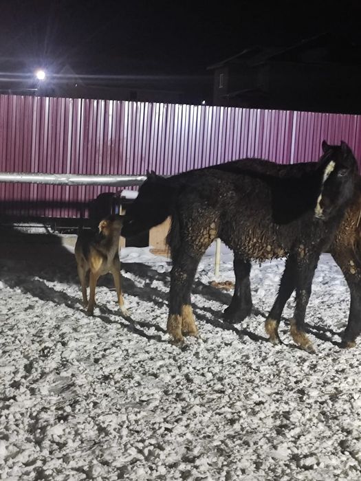 Продам двух жеребят и тёлочку