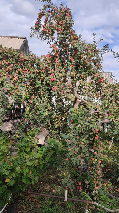 Продам дачу в садоводстве "Здоровье"