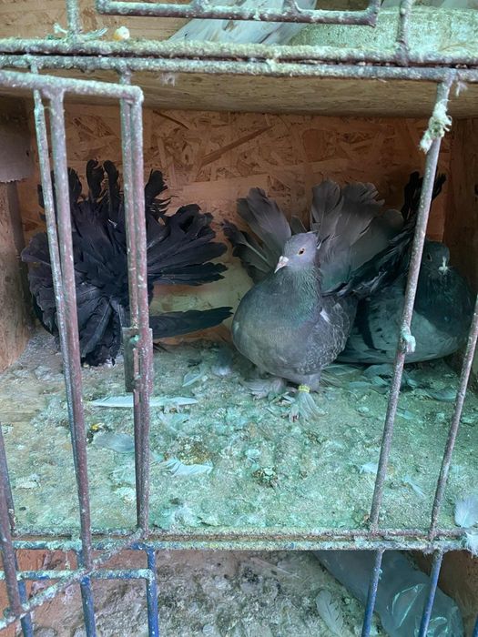 Porumbei ornament de vânzare