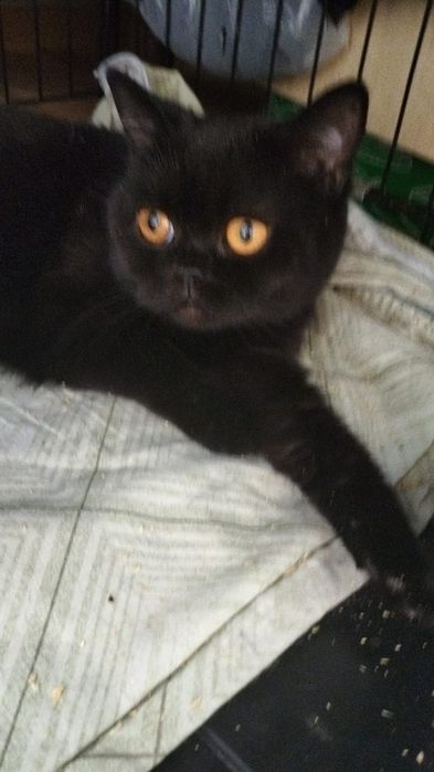 Кошечка ищет дом..