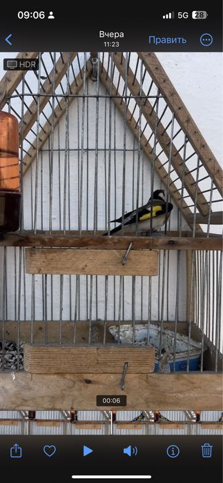 Продается черный щегол Сава