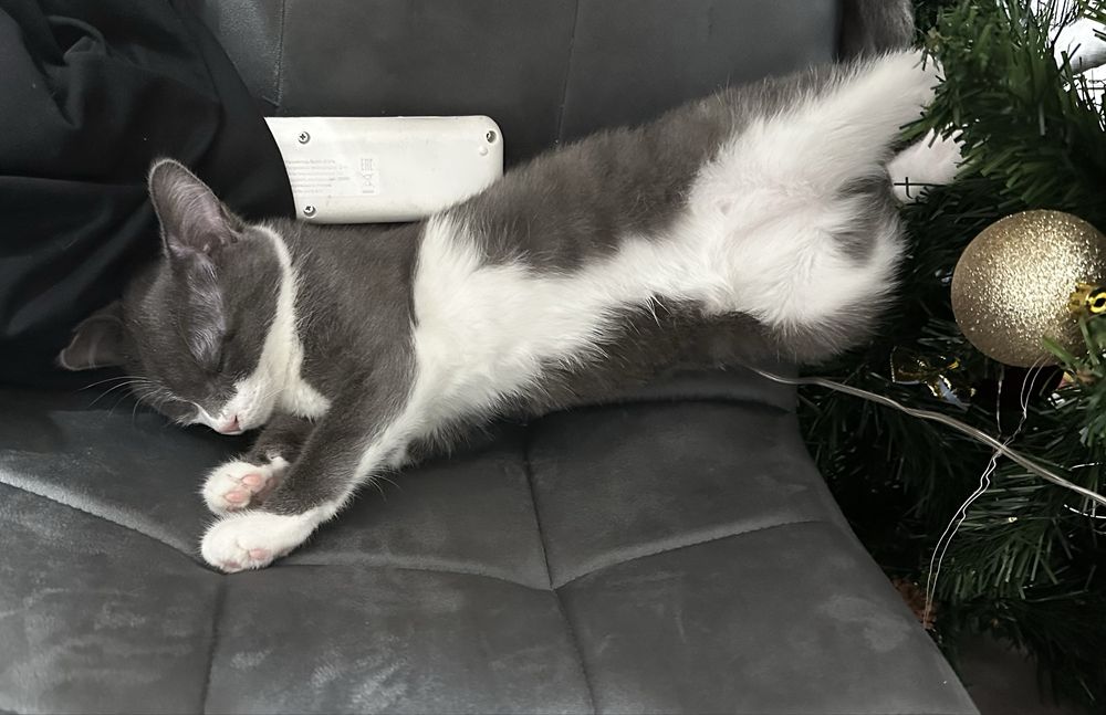 Отдадим котенка девочку