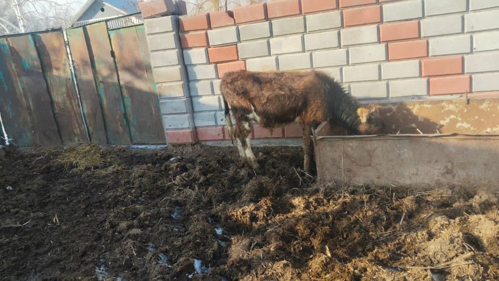 Бұқалар сатылады 10-11 айлық