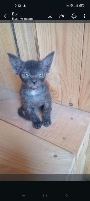 Продам котенка 2 месяца,сфинкс