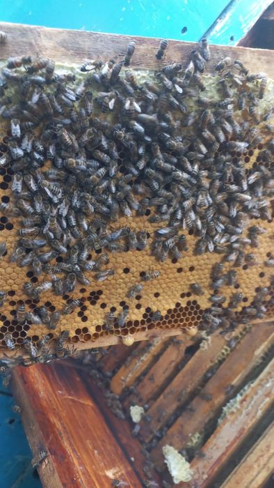 Пасика Пчелоповелион