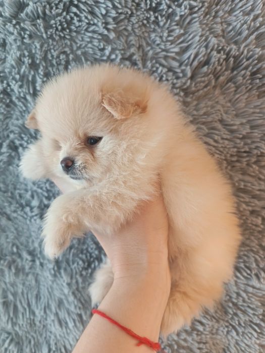 Щенки породы шпиц