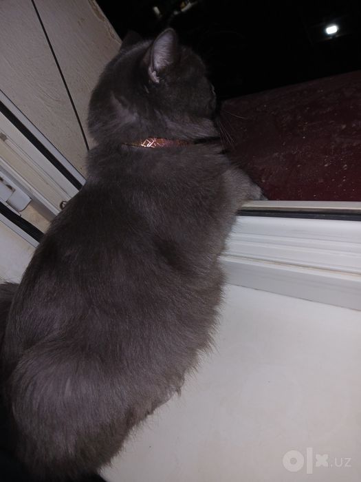 Nebelung zotli chiroyli kulrang mushuk sotiladi