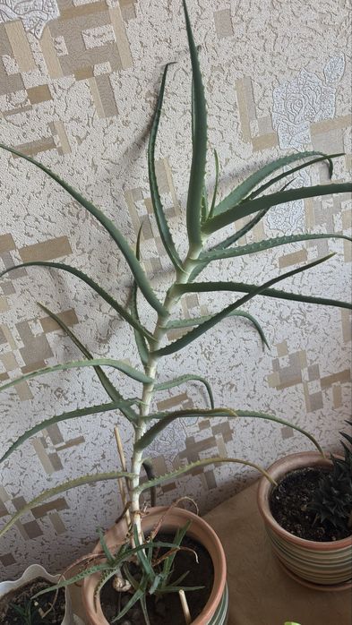 Продам алоэ многолетнее