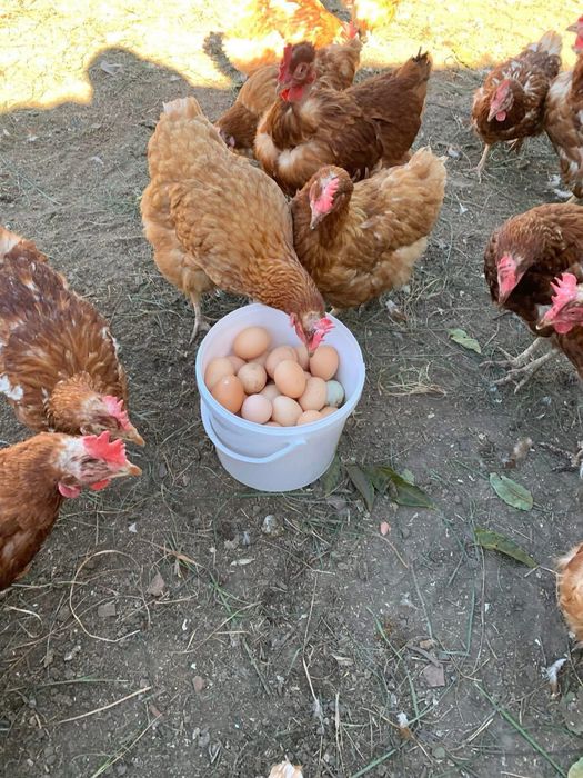 Oua de casa proaspete si naturale