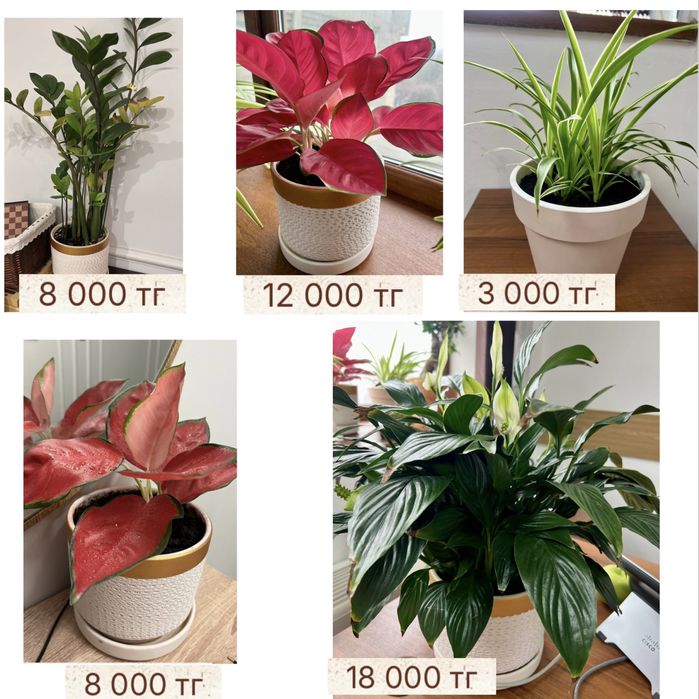 Комнатные растения: