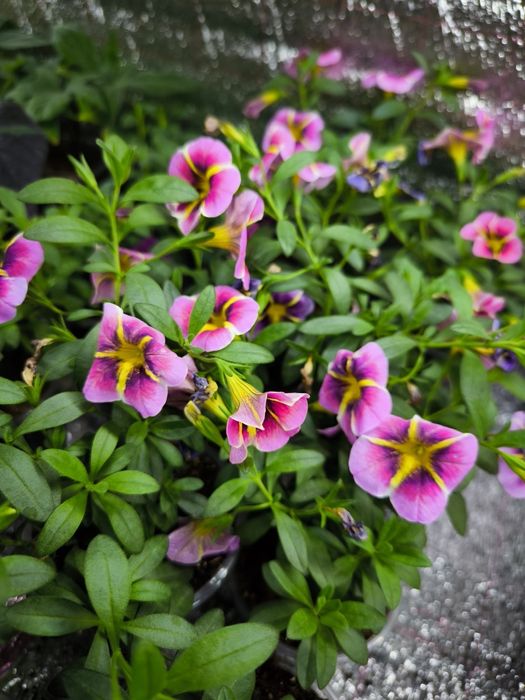 Калибрахоа калибрахоа