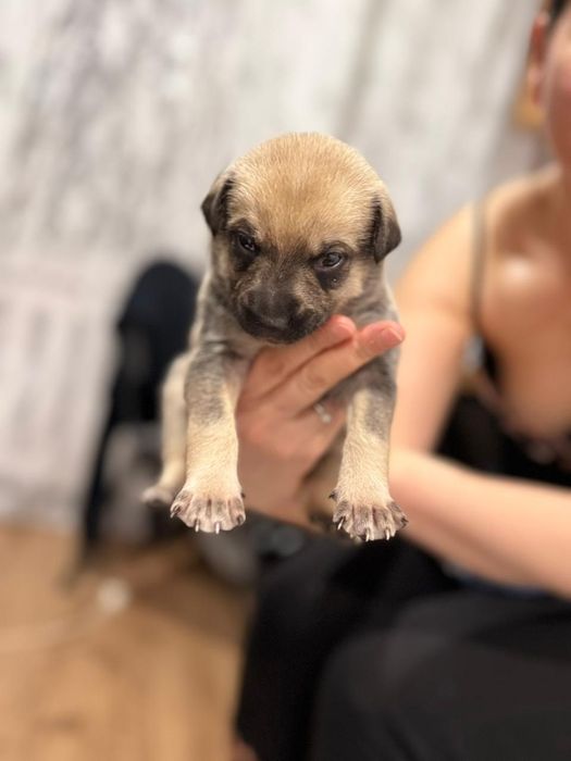 Отдам щенят в хорошие руки