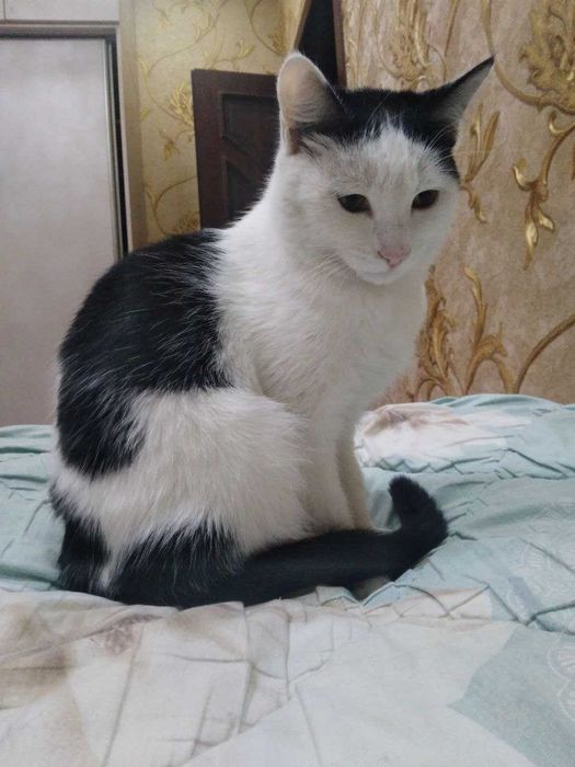 Кот очень добрый и ласковый. Даем в хорошие руки.