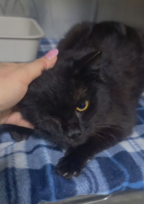 Котик Уголёк с тяжелой судьбой