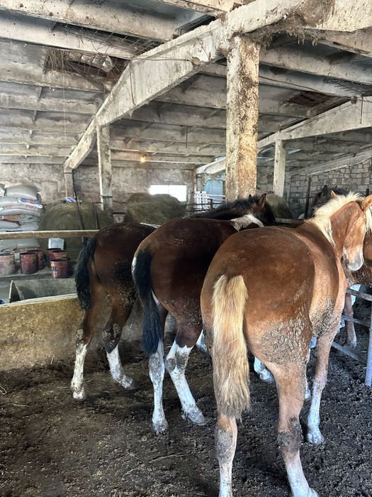 Согым сатам.жылкы