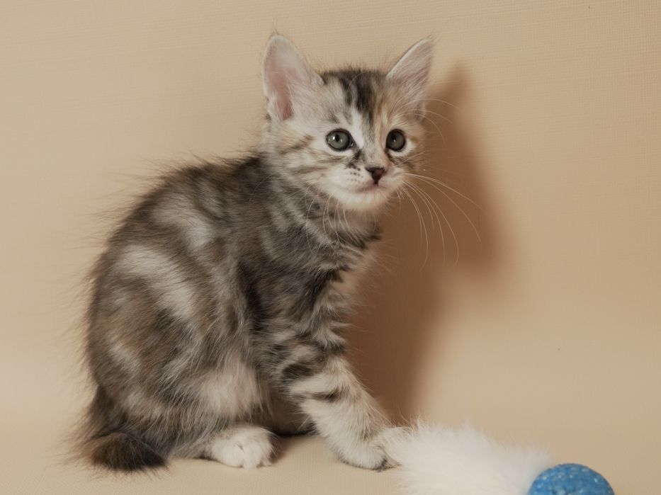 Кошечка курильский бобтейл