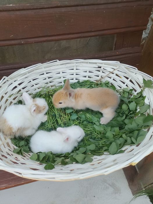 Pui iepurasi rasa pitica nu cresc ,urechiuse mici!