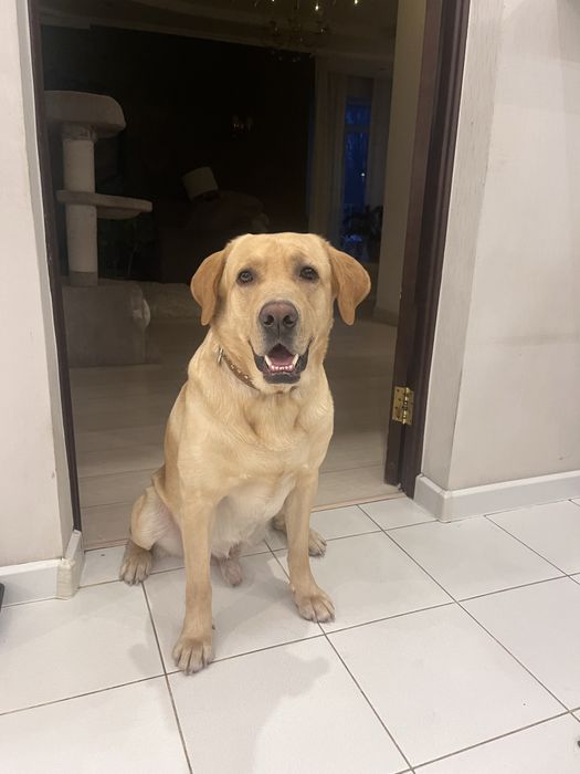 Лабрадор ищет невесту