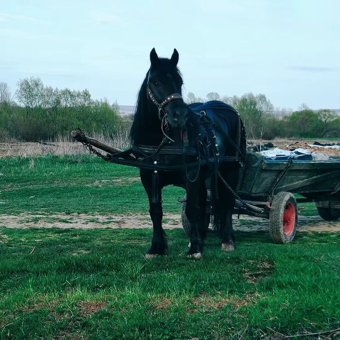De vânzare armăsar în vârstă 3 ani