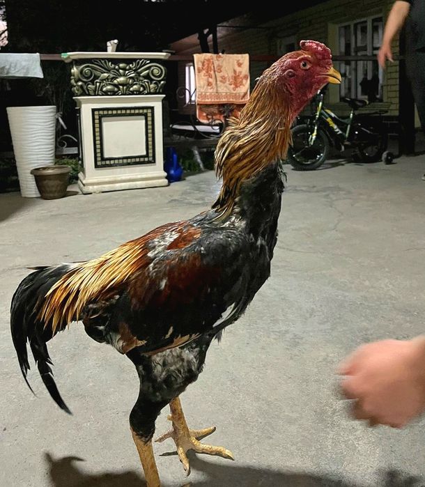 Продам трех петухов бойцов