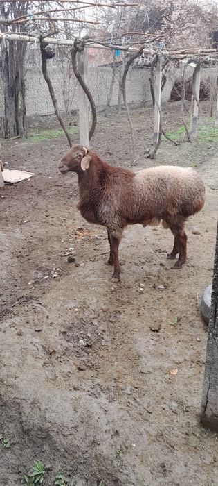 Yem yep turgan qoʻzi qoʻchqorlar sotiladi