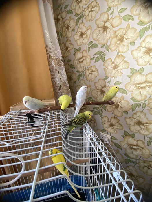 Волнистые попугаи