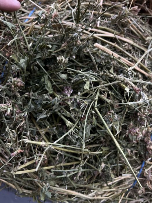 Baloti de lucernă,,,si otava