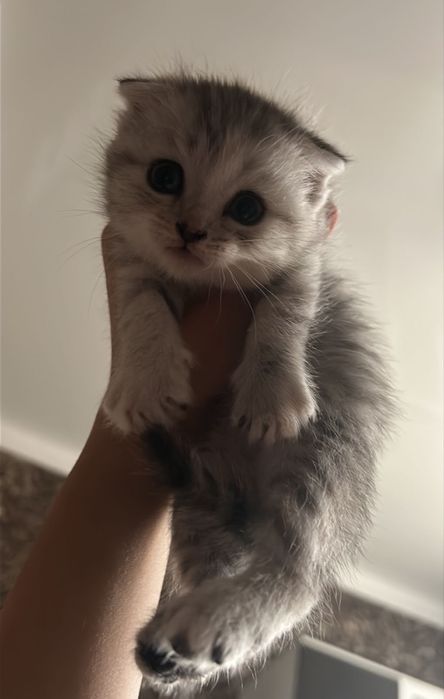 Продаю котенка мальчик