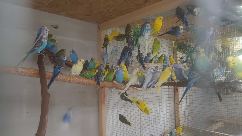 Perusi en-gros sau la bucata