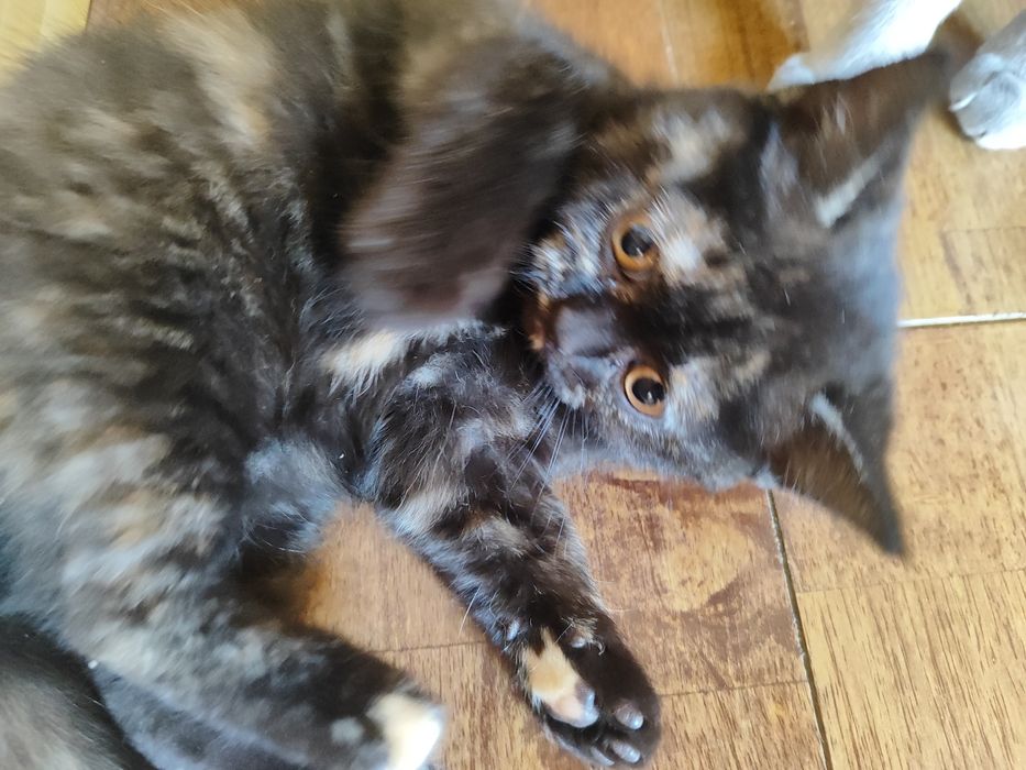 Котенца - късокосмести Британски