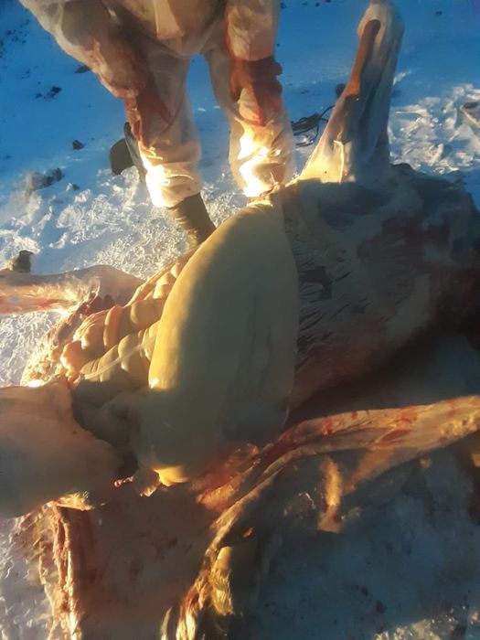 Согым семиз байтал 3000 тг кг