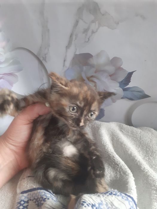 Срочно отдам котят.