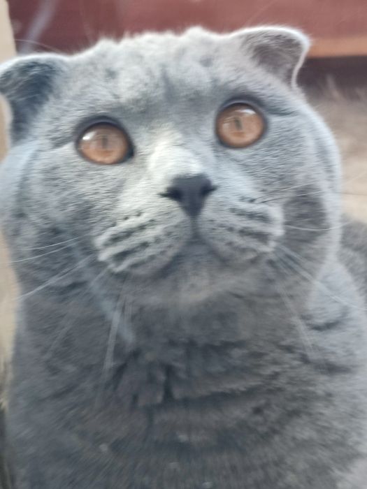 Отдам кота в хорошие руки