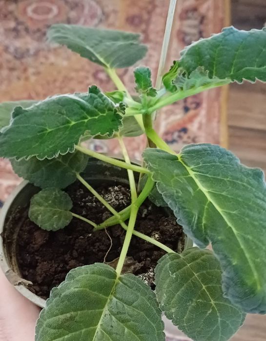 Глоксиния  глоксиния