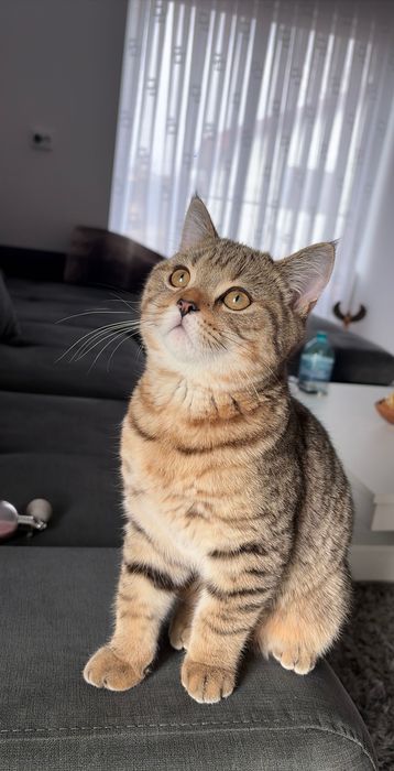 Motănel British shorthair