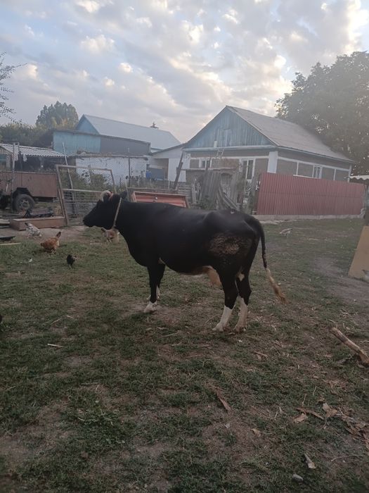 Продам домашную корову